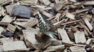 Renkli Mavi Kelebek 'in (Parthenos Sylvia) Yapraktaki Açık Kanatlarında Leylak Mavisi İşaretler ile Yakın Çekimi. Bu Büyük Kelebek Güneydoğu Asya 'da yaygın olarak bulunur..