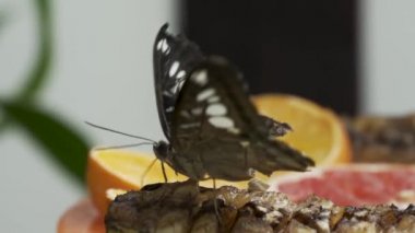 Renkli Mavi Kelebek 'in (Parthenos Sylvia) Yapraktaki Açık Kanatlarında Leylak Mavisi İşaretler ile Yakın Çekimi. Bu Büyük Kelebek Güneydoğu Asya 'da yaygın olarak bulunur..