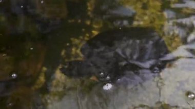 Park 'taki Doğal Göl' de su kaplumbağaları. Yeşil yosunlu bir toprak parçasında duran, bir şelale tarafından yıkanan siyah sarı kaplumbağanın yakın çekimi.