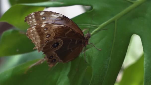 Zbliżenie Kolorowego Niebieskiego Motyla Clipper Parthenos Sylvia Niebieskimi Liliowymi Oznakowaniami — Wideo stockowe