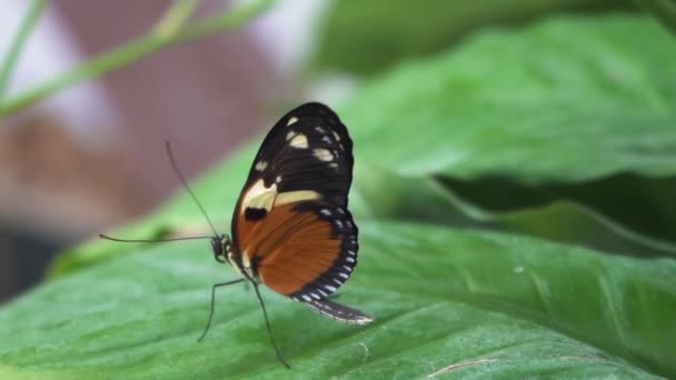 Kelebek Yaprakta Makro Çekim Görüntü Arkaplanda — Stok video