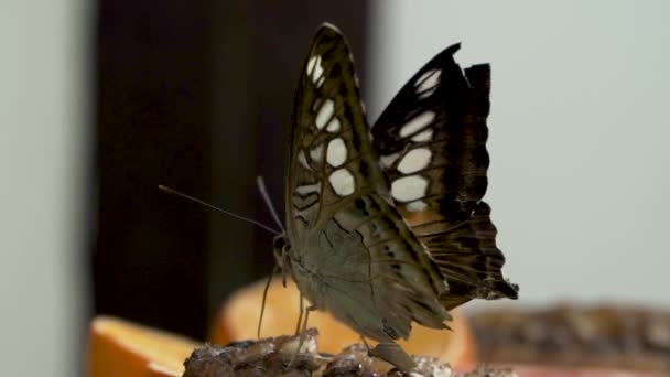 カラフルなブルークリッパー蝶の閉鎖 Parthenos Sylvia 葉の上に開いた翼にライラックブルーのマーキングで この大きな蝶は東南アジアでよく見られます — ストック動画