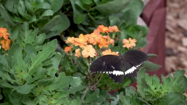 Makró Közönséges Mormon Pillangó Papilio Polytes Pihenés Egy Virág Szopogatás — Stock videók