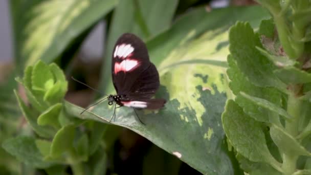 葉の上の蝶 ぼかしの背景を持つマクロショット — ストック動画