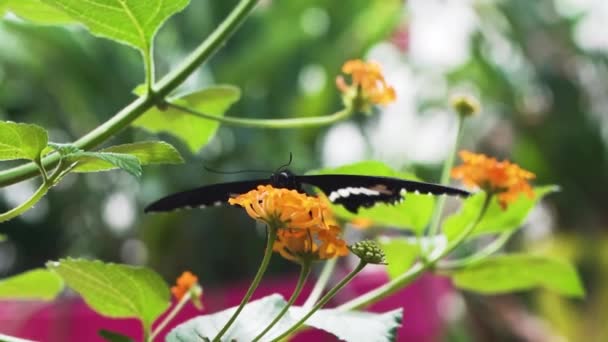 Makro-Mormonenfalter (Papilio Polytes) ruht sich auf einer Blume aus und saugt Honig aus Blüten mit verschwommenem Hintergrund
