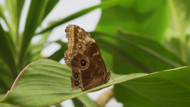 Nahaufnahme Des Bunten Blauen Clipper Schmetterlings Parthenos Sylvia Mit Fliederblauen — Stockvideo