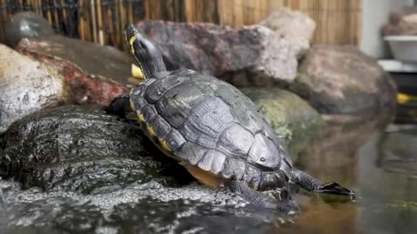 Tortugas Acuáticas Lago Natural Park Primer Plano Una Tortuga Amarilla — Vídeo de stock