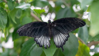 Genel Macro Mormon Kelebeği (Papilio Polytes) Bulanık Arkaplanlı Çiçeklerden Bal Emici ve Çiçekler Üzerinde Dinleniyor