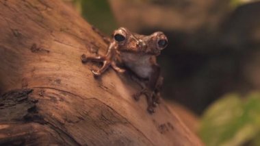 Altın Zehirli Ok Kurbağası. Altın Zehirli Kurbağa Phylloates Terribilis Altın Kurbağa olarak da bilinir.