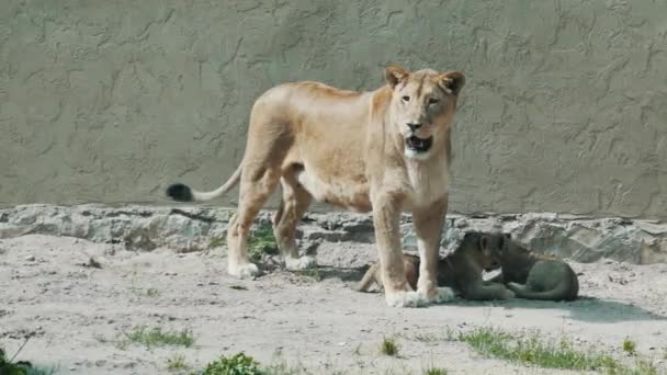 2人の若いライオン カブスが2ヶ月ほど一緒に遊んでいた ラトビア動物園での雌ライオンの母親と赤ちゃんライオン — ストック動画