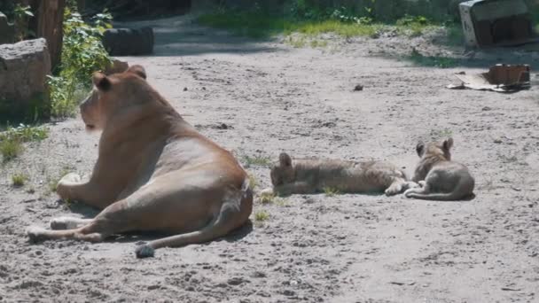 2人の若いライオン カブスが2ヶ月ほど一緒に遊んでいた ラトビア動物園での雌ライオンの母親と赤ちゃんライオン — ストック動画