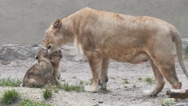 Zwei Etwa Zwei Monate Alte Löwenjungtiere Spielen Zusammen Löwenmutter Und — Stockvideo