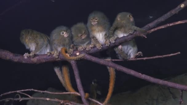 Pigmy Marmoset Cebuella Pygmaea Menor Macaco Mundo — Vídeo de Stock