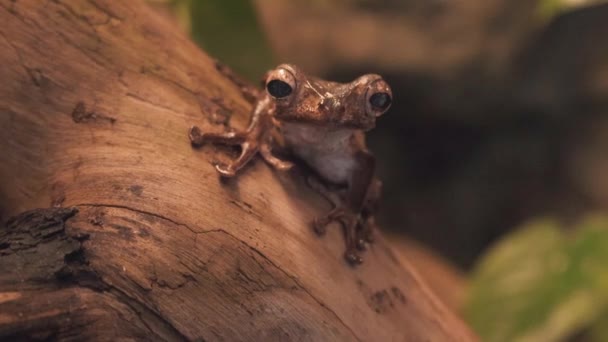 Golden Poison Dart Frog Grenouille Empoisonnée Dorée Phyllobates Terribilis Également — Video