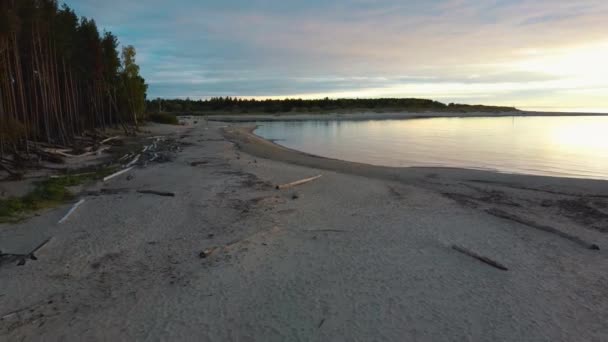 Fiume Gauja Scorre Nel Mar Baltico Golfo Riga Pini Spezzati — Video Stock