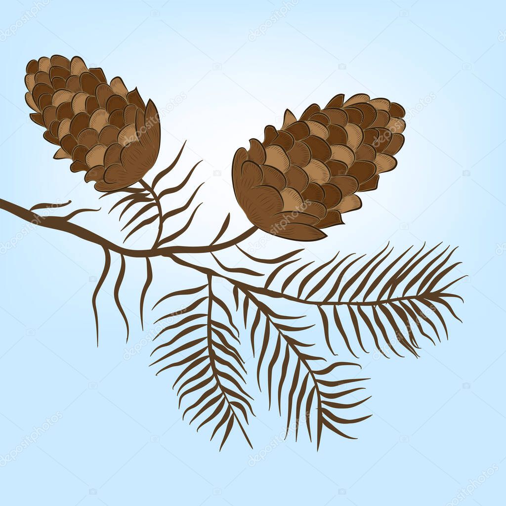 Pine cones on a branch - vector. Winter banner.