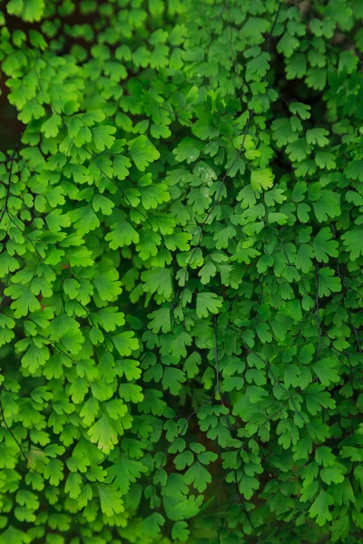 Vicino alla natura — Foto Stock