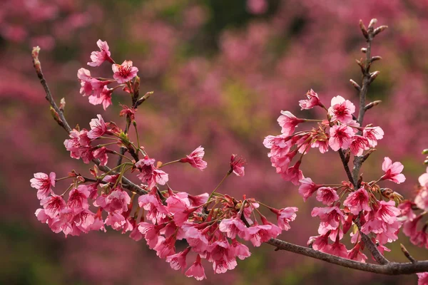 Close up nature — Stock Photo, Image