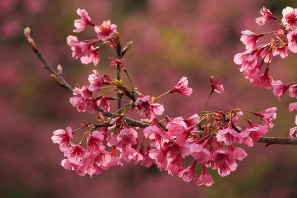 doğa kadar kapatın