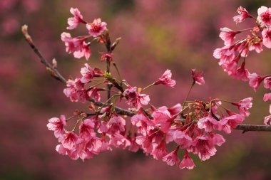 doğa kadar kapatın