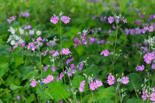 Vicino alla natura — Foto Stock