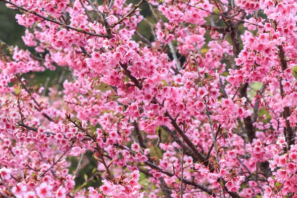 Flor — Fotografia de Stock