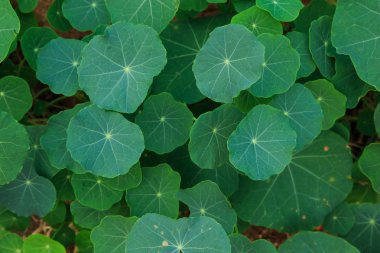 doğa kadar kapatın