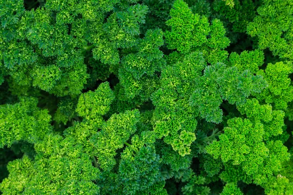 花香 — 图库照片