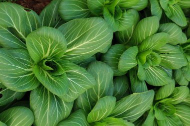 doğa kadar kapatın