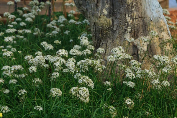 Cerca de la naturaleza —  Fotos de Stock