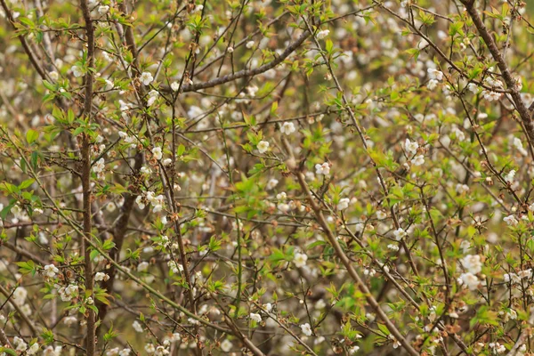 Vicino alla natura — Foto Stock