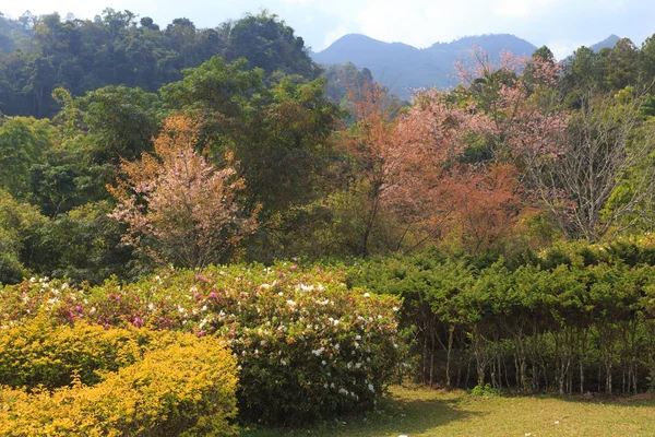 Garden — Stock Photo, Image