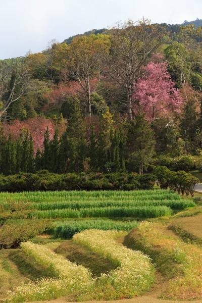 Bosque — Foto de Stock