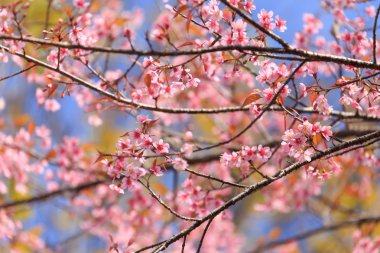 doğa kadar kapatın