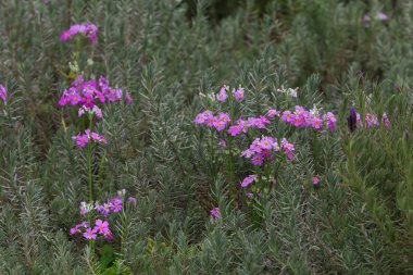 doğa kadar kapatın