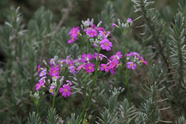 doğa kadar kapatın