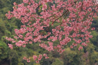 doğa kadar kapatın