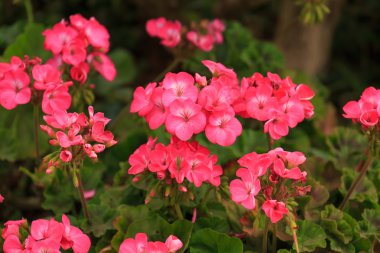 doğa kadar kapatın