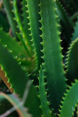 doğa kadar kapatın