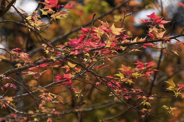 Cerca de la naturaleza — Foto de Stock