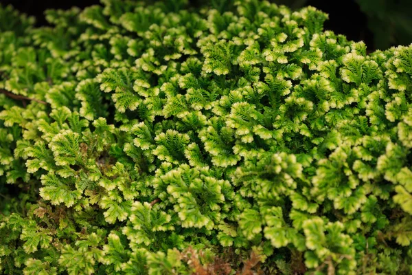 Cerca de la naturaleza — Foto de Stock