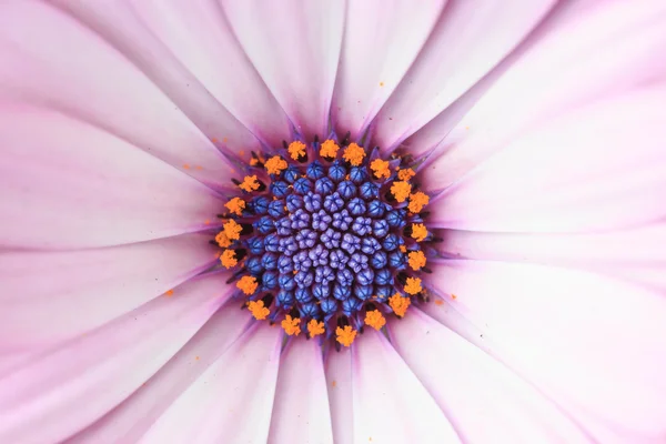 Garden — Stock Photo, Image