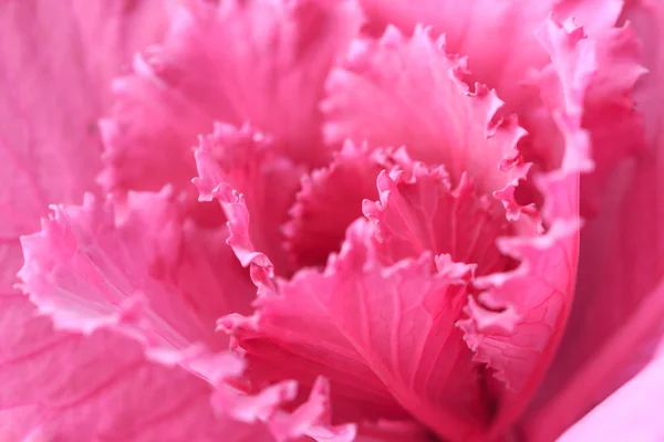 Close up nature — Stock Photo, Image