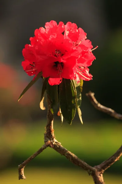 Flor vermelha — Fotografia de Stock