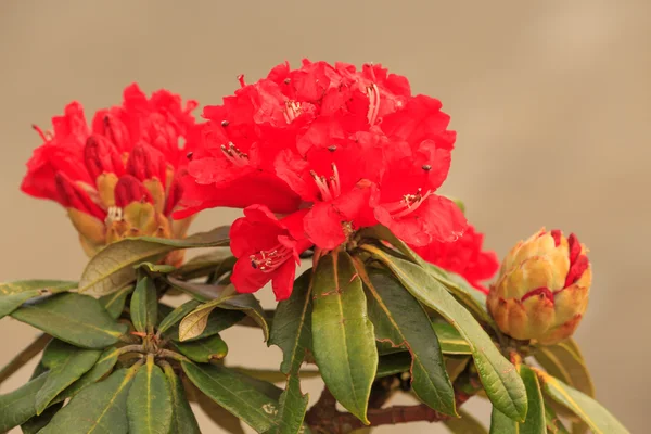 Red Flower — Stock Photo, Image