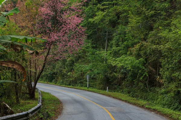 Nature road — Stock Photo, Image