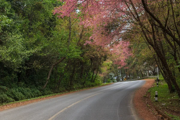 Természet Road — Stock Fotó