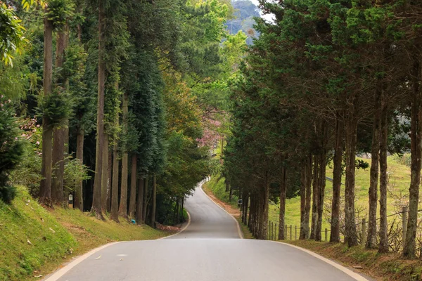 Természet Road — Stock Fotó