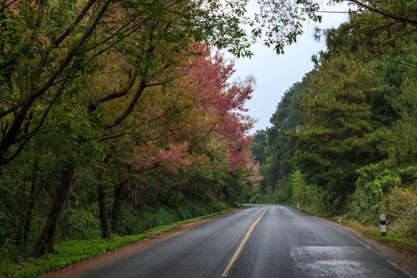 Természet Road — Stock Fotó