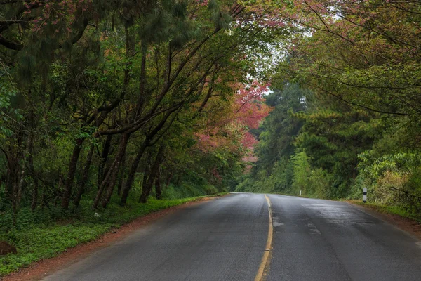 Carretera Naturaleza — Foto de Stock